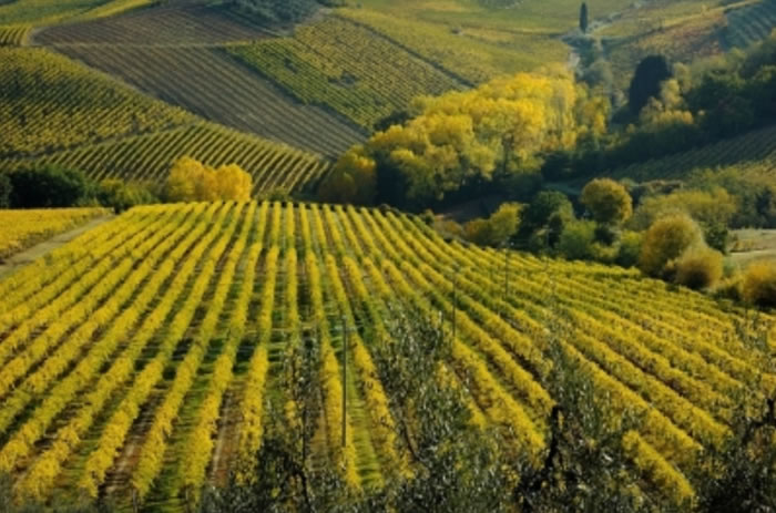 Medici Riccardi _ Selezione dei più noti e rinomati vini toscani | Rotweine